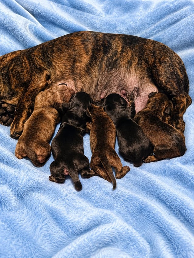 Chiot Femelle N°1 - Teckel poil ras