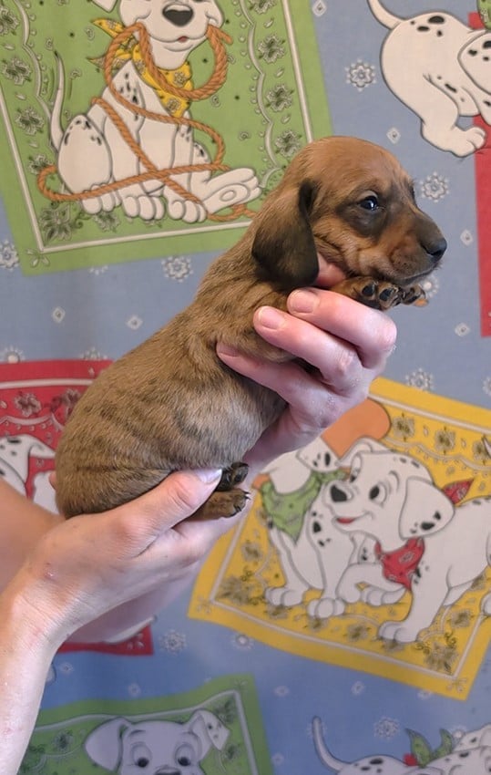 Chiot Mâle N°2 - Teckel poil ras