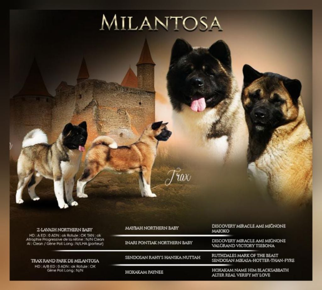 Akita americain - de Milantosa