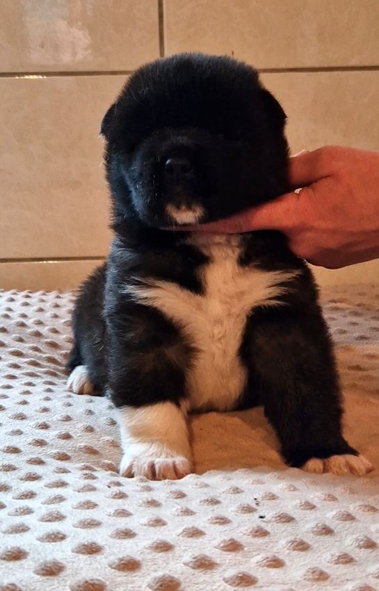 CHIOT Mâle N°1 - Akita americain