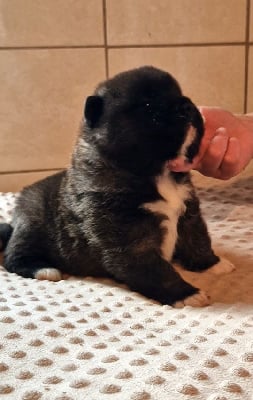 Les chiots de Akita americain