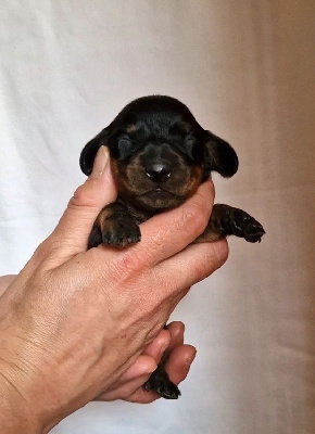 Les chiots de Teckel poil ras