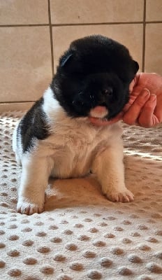 Les chiots de Akita americain
