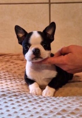 Les chiots de Boston Terrier