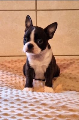 Les chiots de Boston Terrier