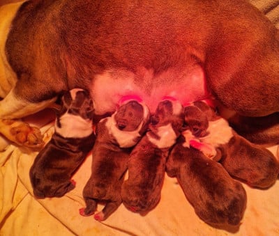 Les chiots de Boston Terrier