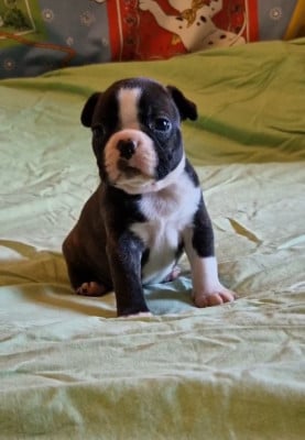 Les chiots de Boston Terrier