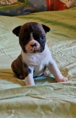 Les chiots de Boston Terrier