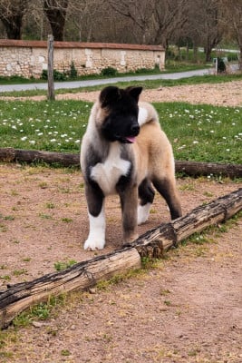 Les chiots de Akita americain