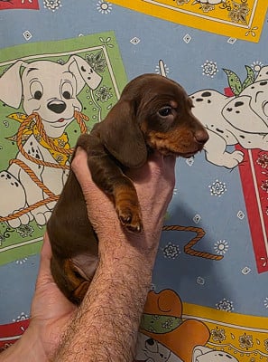 Les chiots de Teckel poil ras