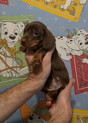 Les chiots de Teckel poil ras