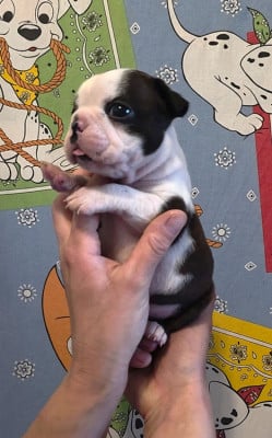 Les chiots de Boston Terrier