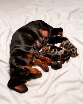 Les chiots de Teckel poil ras