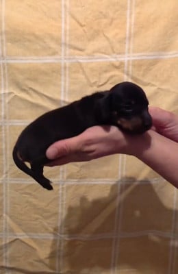 Les chiots de Teckel poil ras