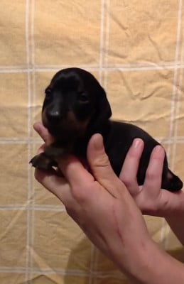 Les chiots de Teckel poil ras