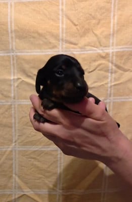 Les chiots de Teckel poil ras