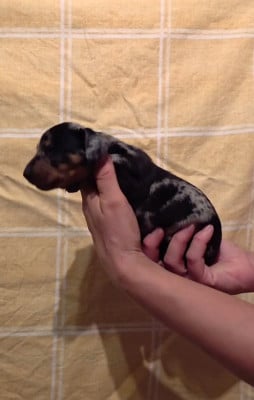 Les chiots de Teckel poil ras