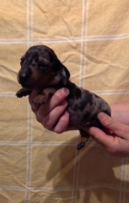 Les chiots de Teckel poil ras