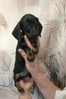 Les chiots de Teckel poil ras