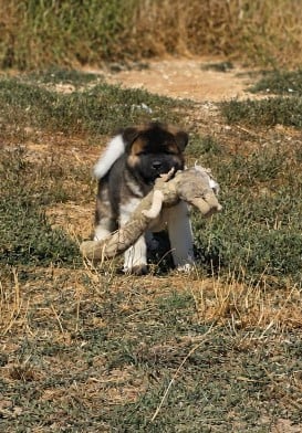 Les chiots de Akita americain