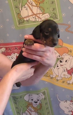 Les chiots de Teckel poil ras