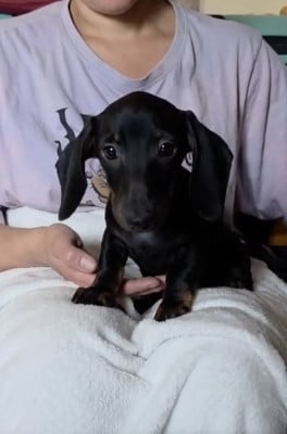 Les chiots de Teckel poil ras