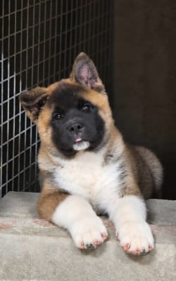 Les chiots de Akita americain