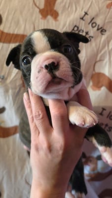 Les chiots de Boston Terrier