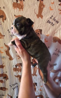 Les chiots de Boston Terrier