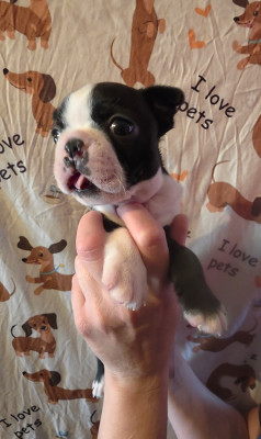 Les chiots de Boston Terrier
