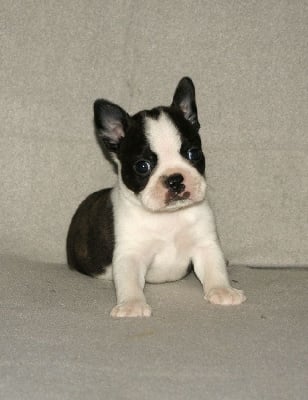 Les chiots de Boston Terrier