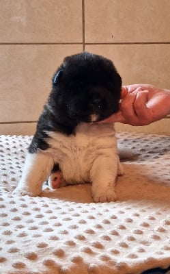 Les chiots de Akita americain
