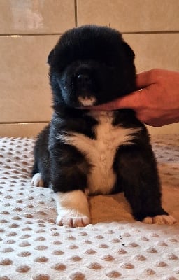 Les chiots de Akita americain