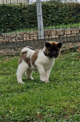 Les chiots de Akita americain