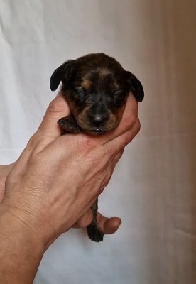 Les chiots de Teckel poil ras