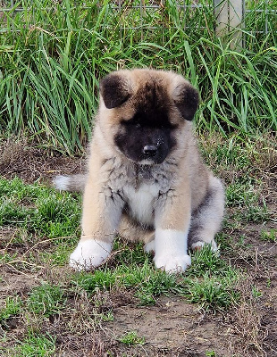 Les chiots de Akita americain
