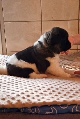 Les chiots de Akita americain