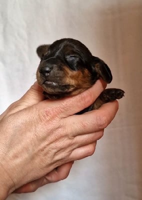 Les chiots de Teckel poil ras