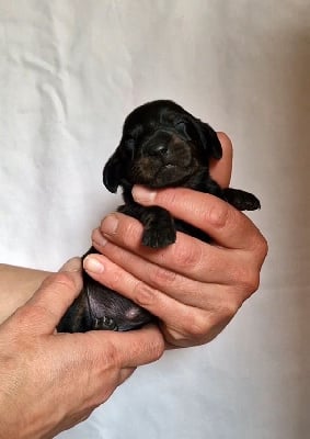 Les chiots de Teckel poil ras