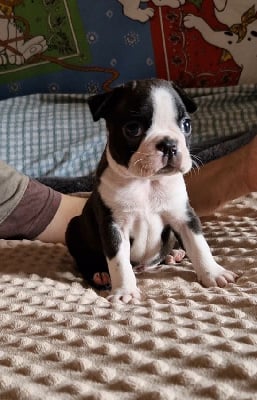 Les chiots de Boston Terrier