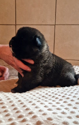 Les chiots de Akita americain
