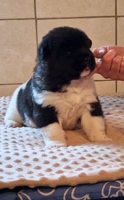 Les chiots de Akita americain