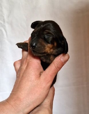 Les chiots de Teckel poil ras