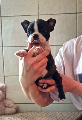 Les chiots de Boston Terrier