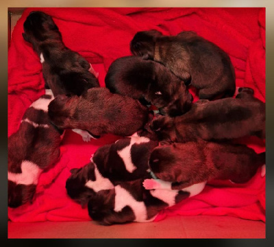 Les chiots de Akita americain