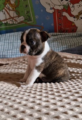 Les chiots de Boston Terrier