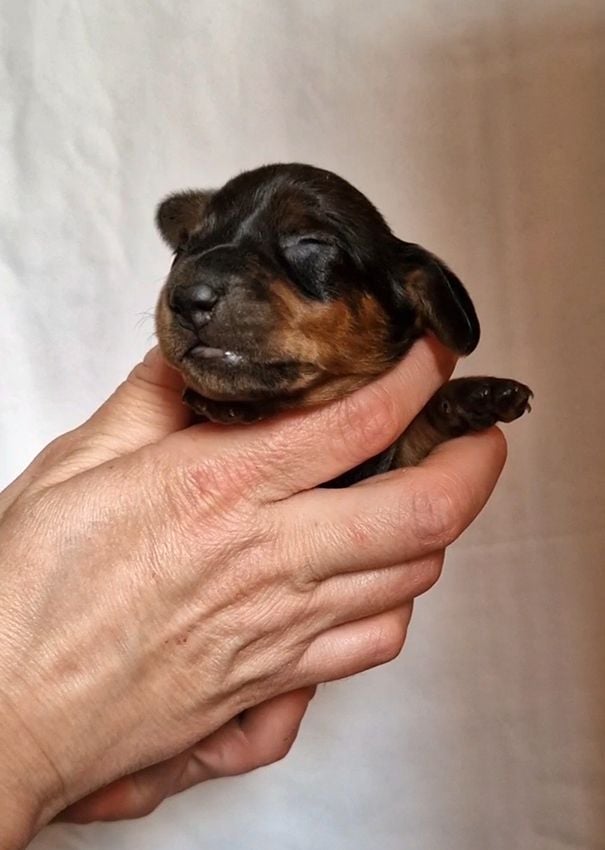 CHIOT Mâle N°1 - Teckel poil ras