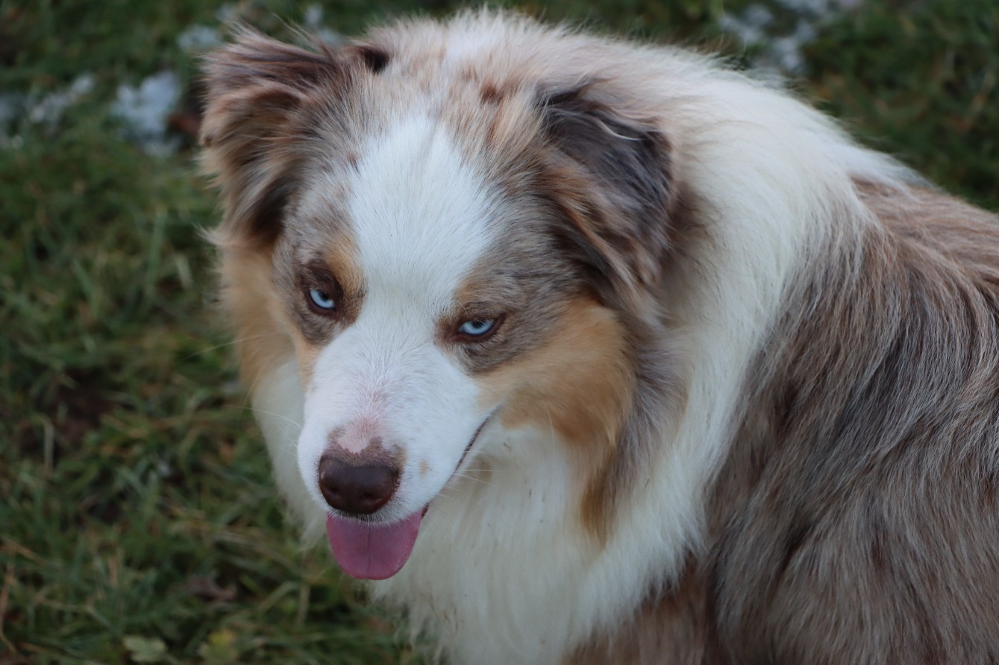 Vivaldi De L'Atoll De Tikéhau