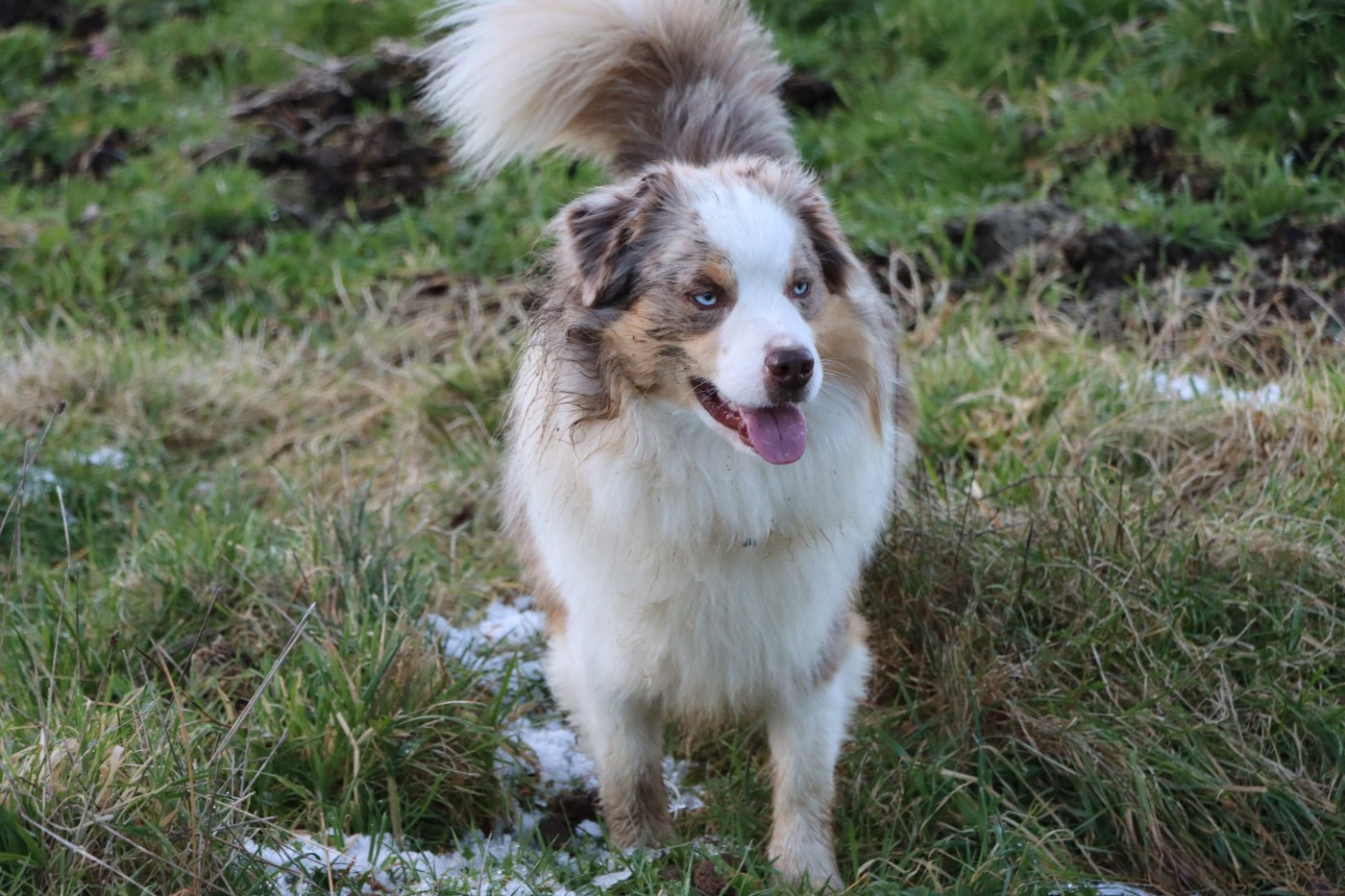 Vivaldi De L'Atoll De Tikéhau