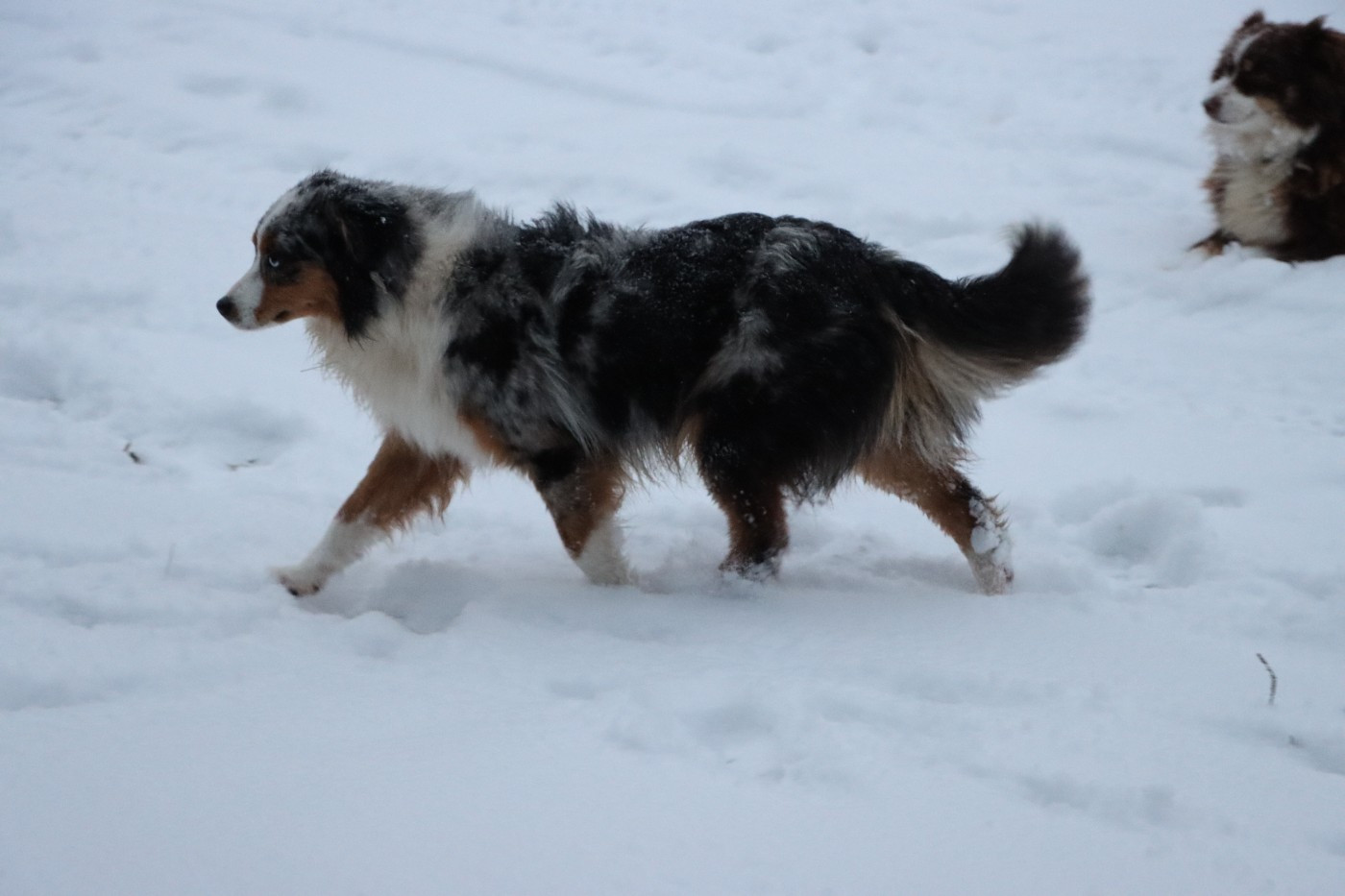 Aïoli (Sans Affixe)